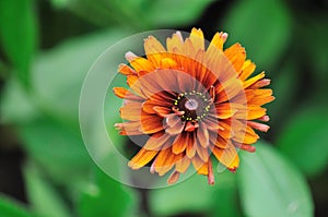 Fall color, rudbeckia flowers