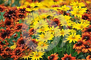 Fall color, rudbeckia flowers