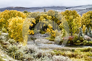 Fall Color and Snow in Colorado