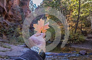 Fall  Color On The West Fork Trail In Sedona