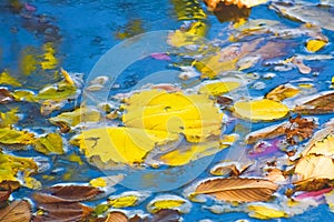 Fall Colored Leaves Floating in the Lake