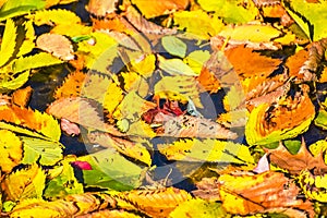 Fall Colored Leaves Floating in the Lake