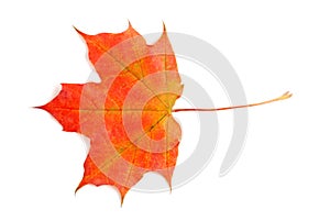 Fall colored maple leaf