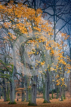 Fall colored orange leaves falling to the ground in a beech forest
