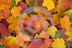 Fall colorful autumn maple leaves background texture