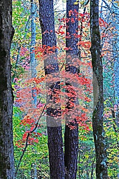 Fall colors are abundant in The Great Smoky Mountains National Park.