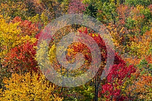 Fall Colors in Algonquin Park, Ontario, Canada #3