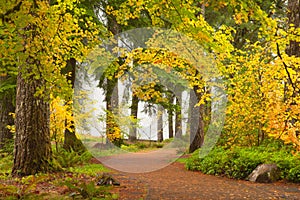 Fall colors along the trail during autumn in Silver Falls State Park in Oregon