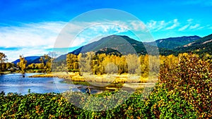 Fall Colors around Nicomen Slough, a branch of the Fraser River, as it flows through the Fraser Valley