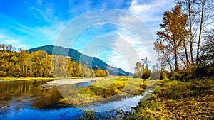 Fall Colors around Nicomen Slough, a branch of the Fraser River, as it flows through the Fraser Valley