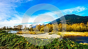 Fall Colors around Nicomen Slough, a branch of the Fraser River, as it flows through the Fraser Valley