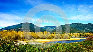 Fall Colors around Nicomen Slough, a branch of the Fraser River, as it flows through the Fraser Valley