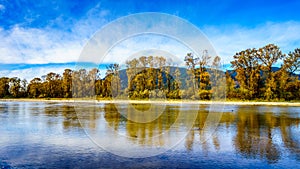 Fall Colors around Nicomen Slough, a branch of the Fraser River, as it flows through the Fraser Valley