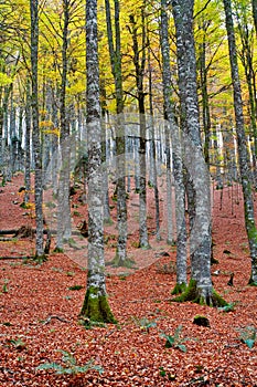 Fall colors in autumn season