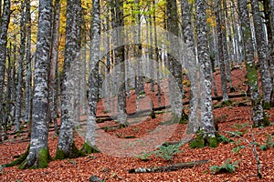 Fall colors in autumn season