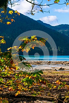 Fall Colors at Baker Lake, Mount Baker Snoqualmie National Forest, Washington