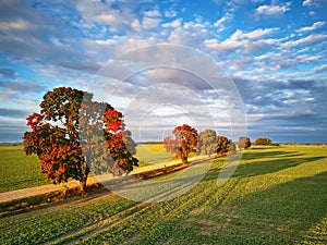 Fall colors beautiful trees dirt road agriculture fields. September sunny morning. Clouds on sky, shadows from trees on meadow