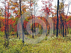 Fall colors Berkshires Massachusetts photo