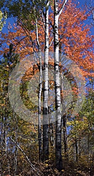 Fall Colors, Birch Trees, Autumn, Upper Michigan