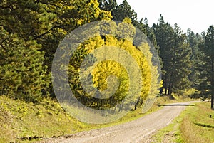 Fall Colors, the Black Hills 3