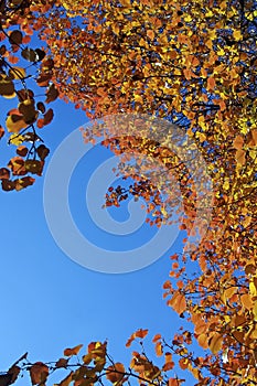 Fall colors on a Bradford Pear tree