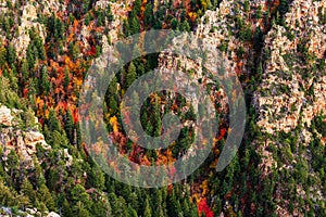 Fall colors in a canyon on the Mogollon Rim, Arizona.