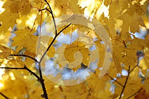 Fall colors in Casentino, Tuscany