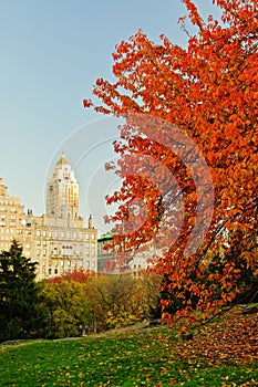Fall colors at Central Park.