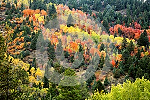 Fall colors emblazon the hillsides of an Idaho Mountain. photo