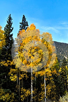 Fall Colors in Colorado