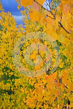 Fall Colors in Colorado, closeup with blurred background