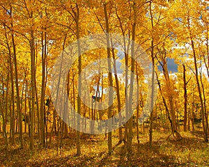 Fall Colors in Colorado, forest