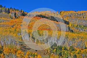 Fall Colors in Colorado, forested hillside