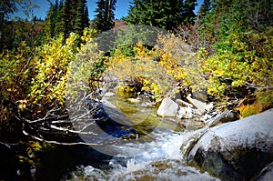 Fall colors by creek, Mt. Rainier National Park