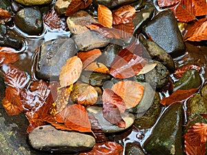 Fall colors. Detail of rotten old leaves on basalt gravel in mirrored water