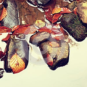 Fall colors. Detail of rotten old leaves on basalt gravel in mirrored water