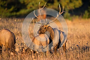 Fall colors of elk rut photo