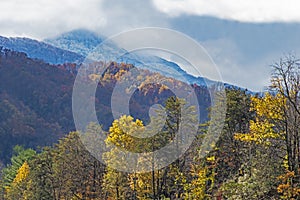 Fall colors in fog against a blue mountain.