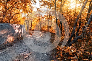 Fall colors. Golden Autumn forest road. Road through falling wood landscape on autumnal background