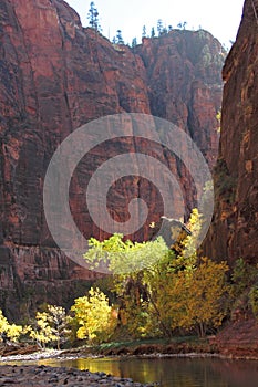 Fall colors in the gorge of the Virgin River in Zion National Park