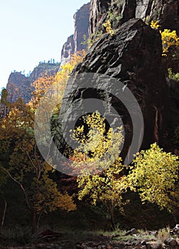 Fall colors in the gorge of the Virgin River in Zion National Park