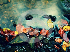 Fall colors. Gravel at mountain river covered with autumnal leaves