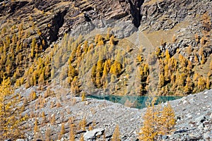 Fall colors in high mountain. Alpine lake with yellow larch trees. Ayas valley, Aosta Italy