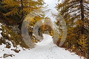 Fall colors in high mountain in a cloudy and foggy day. Ayas valley, Aosta Italy