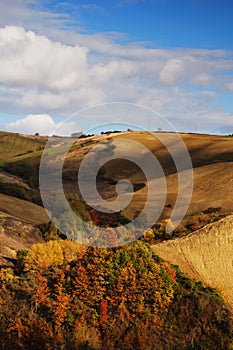 Fall colors on hillside