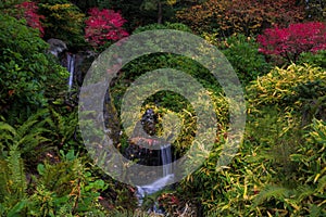 Fall colors in Kubota Japanese Gardens in Seattle Washington State