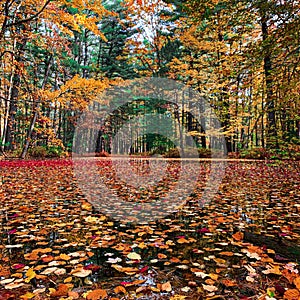 Fall colors landscape in Michigan