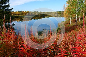Fall colors, lapland