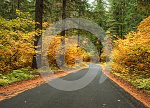 Autumn colors on Lolo Pass photo