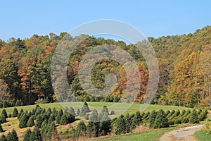 The fall colors of Linville, NC